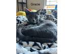Adopt Gracie a Gray or Blue American Shorthair / Mixed (short coat) cat in