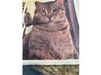 Adopt Harlie a Gray, Blue or Silver Tabby Tabby / Mixed (short coat) cat in