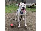 Adopt Orca a White Mixed Breed (Large) / Mixed dog in Menands, NY (41351793)