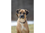 Adopt Lavender-Stratford a Tan/Yellow/Fawn Mixed Breed (Large) / Mixed dog in
