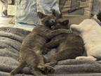 Adopt Roary a Gray or Blue American Shorthair / Mixed (short coat) cat in