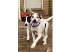 Adopt Holly and Berry a White - with Red, Golden, Orange or Chestnut Hound