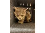 Adopt Bingus - VIP a Gray or Blue Domestic Shorthair / Domestic Shorthair /