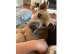 Adopt Rosie a Tan/Yellow/Fawn Staffordshire Bull Terrier / Mixed dog in