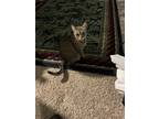 Adopt Bella a Gray, Blue or Silver Tabby Domestic Longhair / Mixed (medium coat)