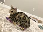 Adopt Luke a Spotted Tabby/Leopard Spotted Bengal / Mixed (short coat) cat in