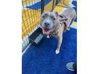 Adopt Cooper a Brindle American Pit Bull Terrier / Mixed dog in Sherman
