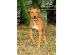 Adopt Hula Girl a Tan/Yellow/Fawn Hound (Unknown Type) / Mixed dog in Tampa