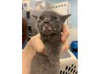 Adopt Allie a Domestic Shorthair / Mixed (short coat) cat in Fort Walton Beach