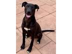 Adopt Richard a Black Mixed Breed (Medium) / Mixed dog in Shreveport