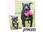 Adopt Princess a Black Retriever (Unknown Type) / Mixed dog in Lancaster