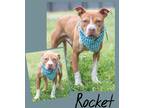 Adopt Rocket a Brown/Chocolate American Pit Bull Terrier / Mixed dog in