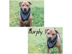 Adopt Murphy a Tan/Yellow/Fawn American Pit Bull Terrier / Mixed Breed (Medium)