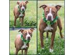 Adopt Sadie a Brindle American Pit Bull Terrier / Mixed Breed (Medium) / Mixed
