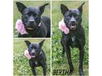 Adopt Bertha a Black Retriever (Unknown Type) / Mixed dog in Lancaster