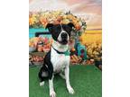 Adopt Toro a Black - with White American Pit Bull Terrier / Mixed dog in