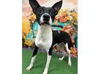 Adopt Jessie a Black - with White Labrador Retriever / Mixed dog in Statesboro