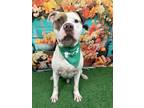Adopt Cadbury a Brindle - with White American Pit Bull Terrier / Mixed dog in