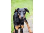 Adopt Fred - Kitchener a Black Mixed Breed (Small) / Mixed (short coat) dog in