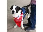 Adopt Tommy Toes a Dachshund / Terrier (Unknown Type, Medium) dog in Fairfax