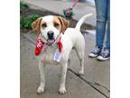 Adopt Lucy a Hound (Unknown Type) dog in Fairfax Station, VA (39789107)