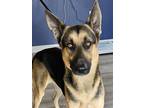 Adopt Delgado a Black - with Tan, Yellow or Fawn German Shepherd Dog / Mixed dog