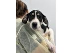 Adopt Raven a Tricolor (Tan/Brown & Black & White) Foxhound / Mixed dog in