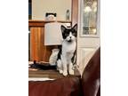 Adopt Jinx a Black & White or Tuxedo Domestic Shorthair / Mixed (short coat) cat