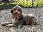 Adopt Aiko a Merle Aussiedoodle / Mixed dog in Fairfax, VA (41352263)