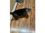 Adopt Rocket a Black & White or Tuxedo Tabby / Mixed (short coat) cat in San