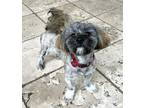 Adopt Benji a Brindle - with White Shih Tzu dog in Houston, TX (41317864)