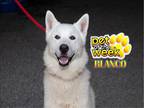 Adopt SHELTER NEEDS HELP! a White Siberian Husky / German Shepherd Dog / Mixed