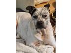 Adopt Milo a White - with Black Staffordshire Bull Terrier / Mutt / Mixed dog in