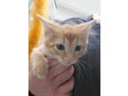 Adopt Snuggles a Orange or Red Domestic Shorthair / Domestic Shorthair / Mixed