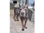 Adopt Archibald a Gray/Blue/Silver/Salt & Pepper Cane Corso / Mixed dog in