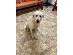 Adopt Axle a White Great Pyrenees / Mixed dog in Pilot Point, TX (41352085)