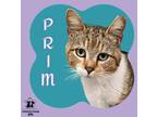 Adopt Prim a White Domestic Shorthair / Mixed Breed (Medium) / Mixed (short