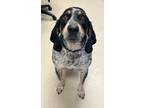 Adopt Blue a White Bluetick Coonhound dog in SAINT AUGUSTINE, FL, FL (41352106)