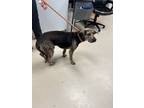 Adopt Elvis a Black Plott Hound / Beagle dog in SAINT AUGUSTINE, FL