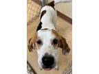 Adopt Bunny a Tricolor (Tan/Brown & Black & White) Treeing Walker Coonhound dog