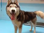 Adopt SHELTER NEEDS HELP! a Black - with White Siberian Husky / Mixed dog in San