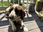 Adopt Maxine a Brown/Chocolate - with White English Springer Spaniel / Mixed dog