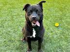 Adopt SHELTER NEEDS HELP!! a Black - with White German Shepherd Dog / Labrador