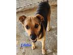 Adopt Eddie a Tricolor (Tan/Brown & Black & White) Shepherd (Unknown Type) /