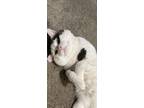 Adopt Montou a White (Mostly) Domestic Shorthair / Mixed (short coat) cat in