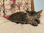 Adopt Fitz a Gray, Blue or Silver Tabby Domestic Shorthair / Mixed (short coat)