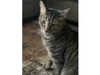 Adopt Panther a Tiger Striped Tabby / Mixed (short coat) cat in New Albany