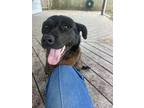 Adopt Warrior a Black - with Tan, Yellow or Fawn Labrador Retriever / Retriever