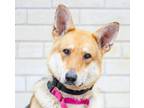 Adopt Gravy a Tan/Yellow/Fawn Shepherd (Unknown Type) / Mixed dog in Etobicoke