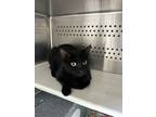 Adopt Maple a All Black Domestic Shorthair / Mixed Breed (Medium) / Mixed (short